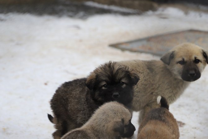 Erzincan’da Sokak Köpekleri Toplanarak Barınağa Yerleştirildi