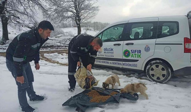 Gölcük’te Hayvanlara Mama Desteği