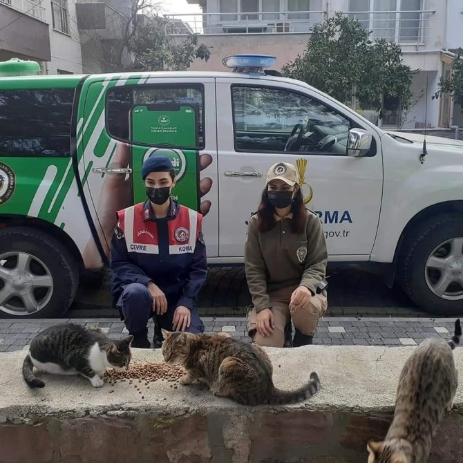 Burhaniye’de Sokak Hayvanları Yalnız Değil