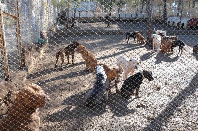 Kahramanmaraş’ta 80’in Üzerinde Yasaklı Irk Köpek Toplandı
