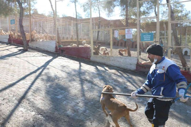 Kahramanmaraş’ta 80’in Üzerinde Yasaklı Irk Köpek Toplandı