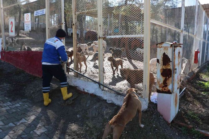 Kahramanmaraş’ta 80’in Üzerinde Yasaklı Irk Köpek Toplandı