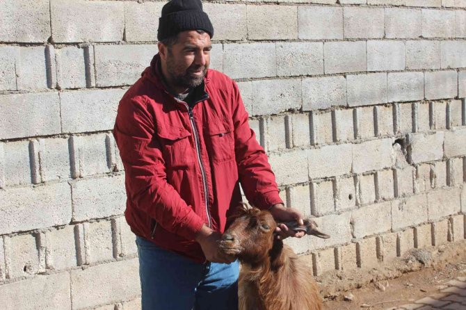 Kilis’te Boynuz Kulağı Geçti