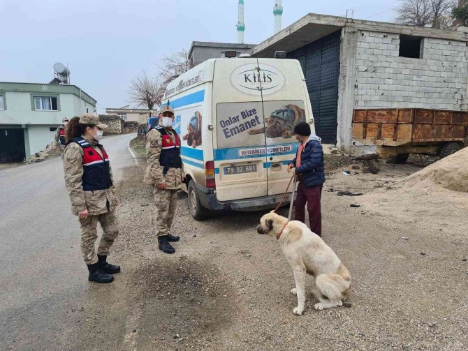 Jandarma Bakıma Muhtaç 8 Köpeği Barınağa Teslim Etti