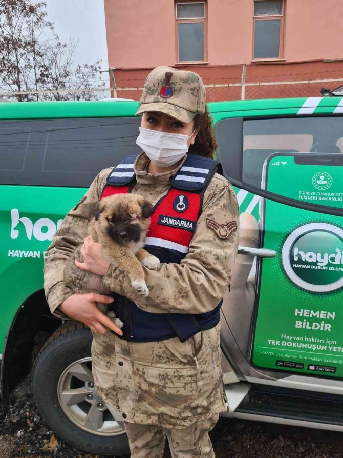Jandarma Bakıma Muhtaç 8 Köpeği Barınağa Teslim Etti