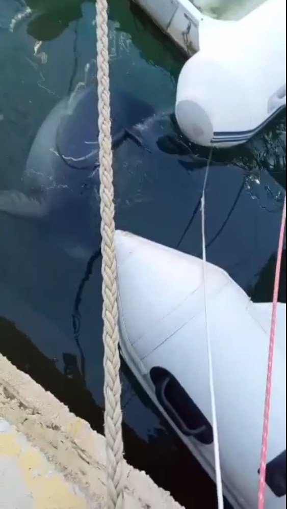 Bodrum’da Akdeniz Foku Sürprizi