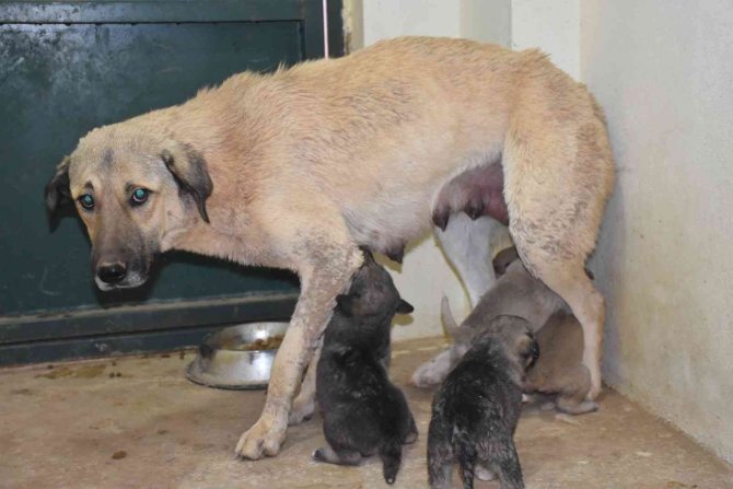 Siirt’te Çukura Düşen Köpek Ve 13 Yavrusu Kurtarıldı