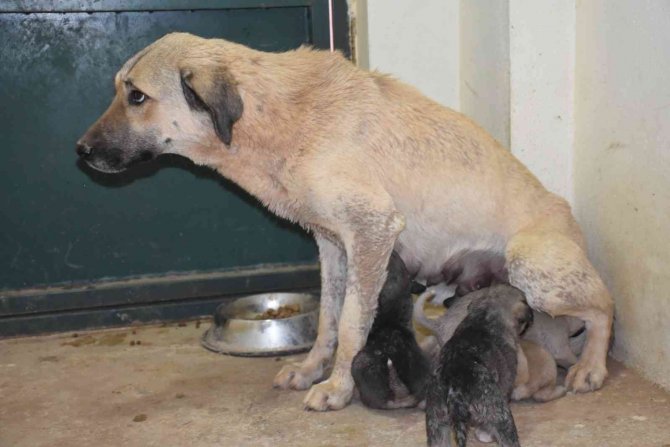 Siirt’te Çukura Düşen Köpek Ve 13 Yavrusu Kurtarıldı
