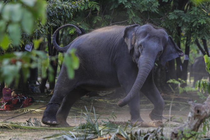 Sri Lanka’da Plastik Atıkları Yutan 2 Fil Daha Öldü