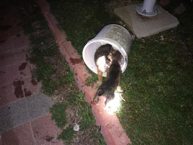 Tarihi Hamama Düşen 2 Yavru Köpeği Afad Ekipleri Kurtardı