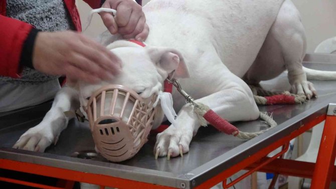 Kocaeli’de 400 Yasaklı Köpek Kayıt Altına Altındı