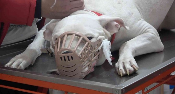 Kocaeli’de 400 Yasaklı Köpek Kayıt Altına Altındı