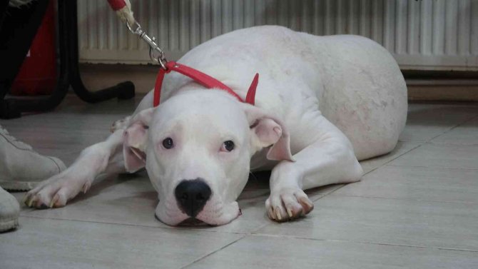 Kocaeli’de 400 Yasaklı Köpek Kayıt Altına Altındı