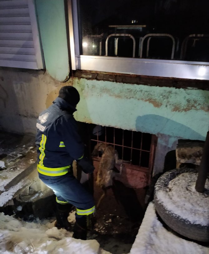 Kafası Demir Korkuluklara Sıkışan Köpek Kurtarıldı