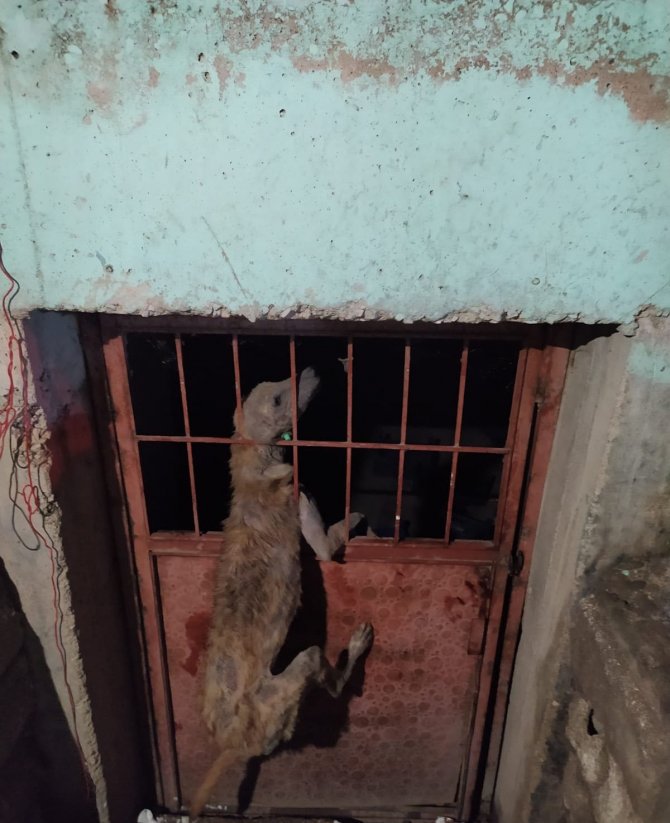 Kafası Demir Korkuluklara Sıkışan Köpek Kurtarıldı
