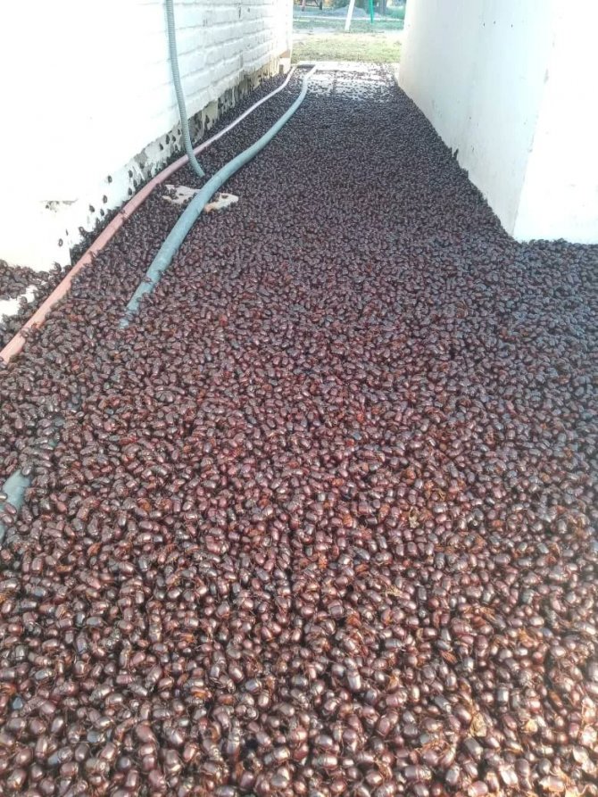 Arjantin’de Gergedan Böceği İstilası