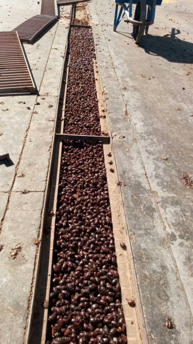 Arjantin’de Gergedan Böceği İstilası