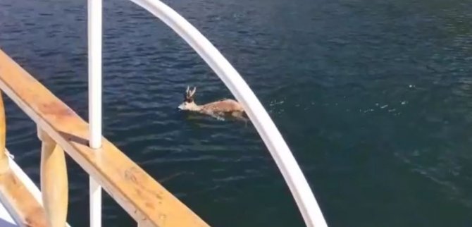 Baraj Gölünde Yüzen Karaca Görenleri Şaşırttı