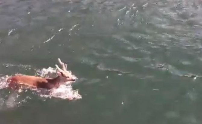 Baraj Gölünde Yüzen Karaca Görenleri Şaşırttı