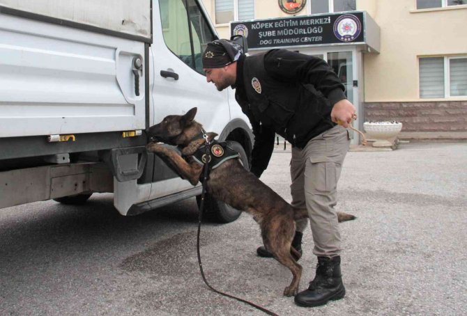 Operasyonların Gizli Kahramanı ’Dedektör Köpekler’ Böyle Eğitiliyor
