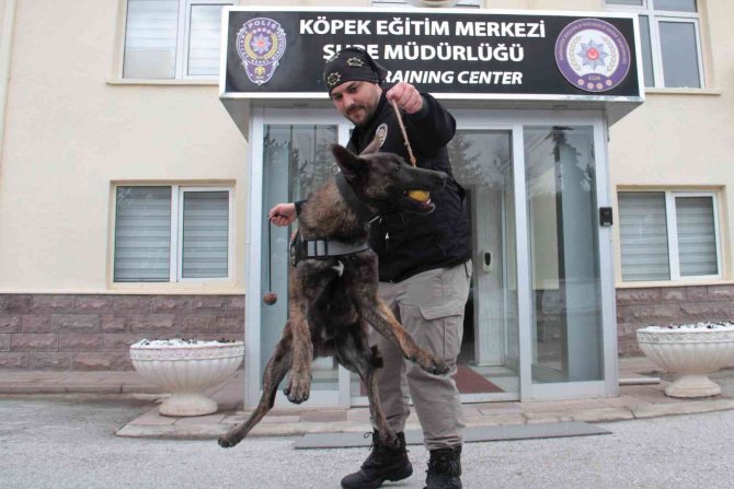 Operasyonların Gizli Kahramanı ’Dedektör Köpekler’ Böyle Eğitiliyor