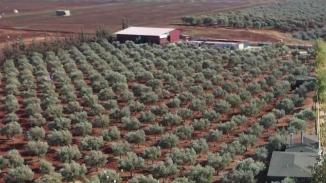 Hatay’dan Zeytin Ve Zeytinyağı 2021 Yılı İhracatı 31 Milyon Dolar Oldu