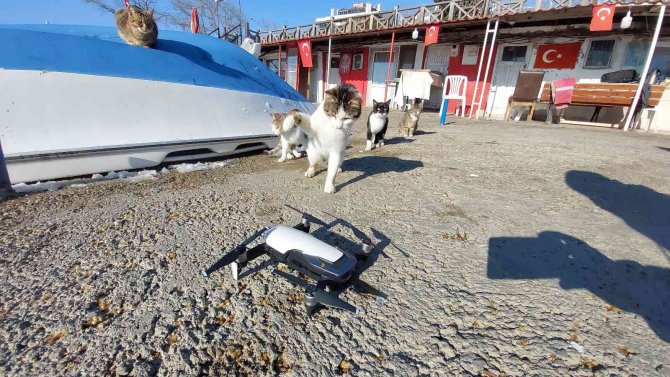 Kedilerin Drone İle İmtihanı