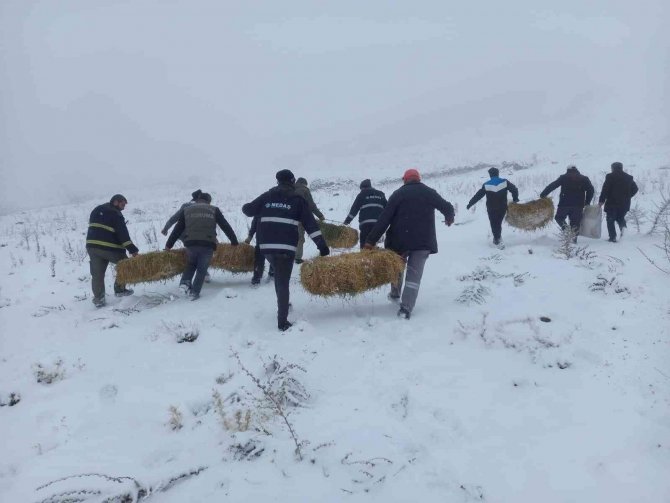 Karaman’da, Anadolu Yaban Koyunları İle Yılkı Atlarına Yem Desteği