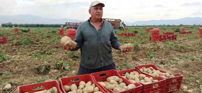 Ödemiş’te Kış Patatesi Hasadı Başladı