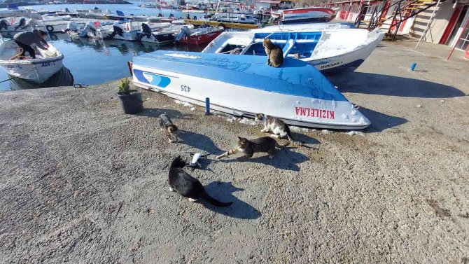 Kedilerin Drone İle İmtihanı