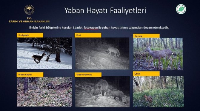 154 Endemik Bitki Ve Hayvan Türü Tespit Edildi