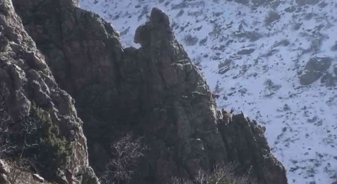 Şırnak’ın Cudi Dağında Avcılığın Önüne Geçildi, Dağ Keçilerinin Sayıları Arttı