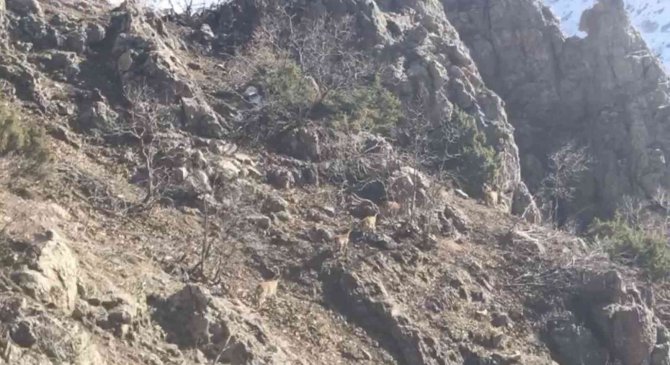 Şırnak’ın Cudi Dağında Avcılığın Önüne Geçildi, Dağ Keçilerinin Sayıları Arttı