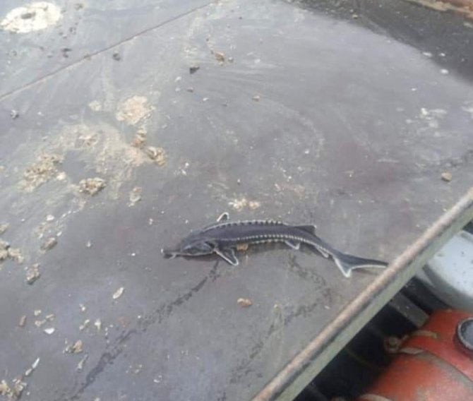 Havyarı 2 Milyon Liraya Kadar Çıkan Balık Keban’da Bir Kez Daha Görüldü