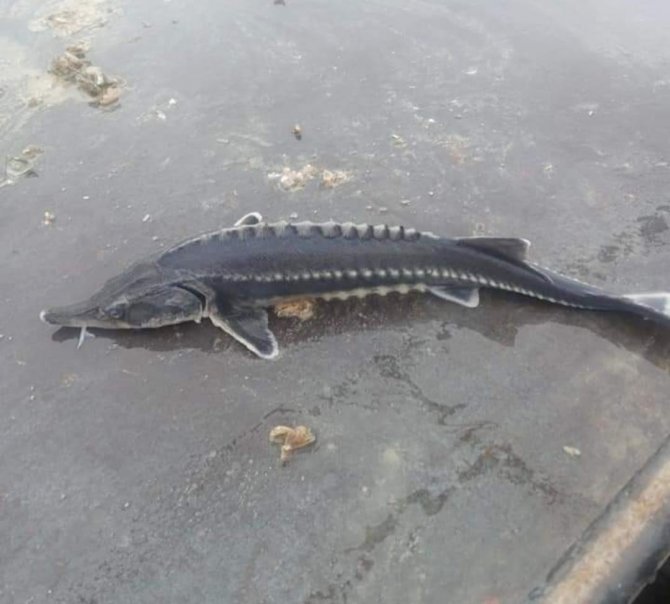 Havyarı 2 Milyon Liraya Kadar Çıkan Balık Keban’da Bir Kez Daha Görüldü