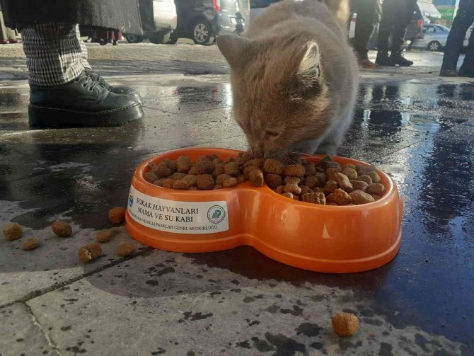 Varto’da Sokak Hayvanları İçin Beslenme Alanları Oluşturuldu