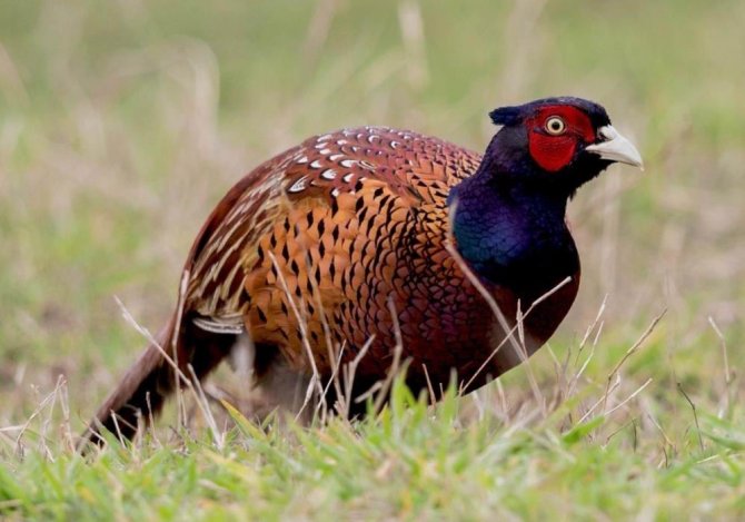 154 Endemik Bitki Ve Hayvan Türü Tespit Edildi