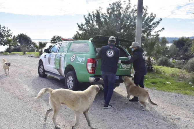 Adana’da Polis Sokak Hayvanlarına Mama Dağıttı