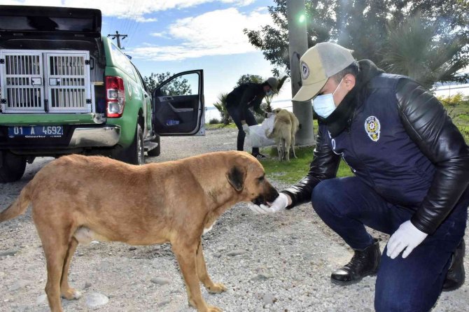 Adana’da Polis Sokak Hayvanlarına Mama Dağıttı