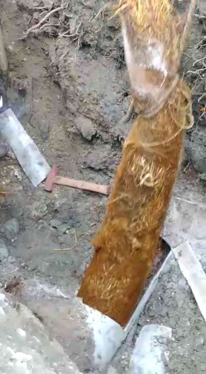 Su Borusundan Çıkan Kök Görenleri Şaşırttı