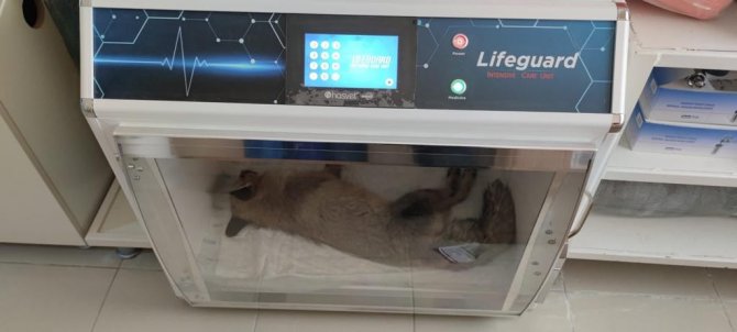 Jandarmadan Yaralı Ve Donmak Üzere Olan Tilkiye Şefkat Eli