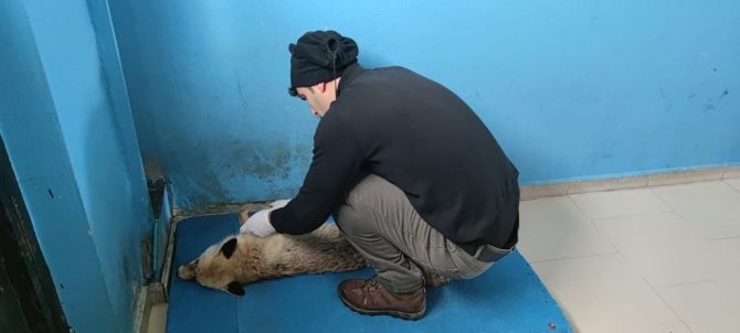 Jandarmadan Yaralı Ve Donmak Üzere Olan Tilkiye Şefkat Eli