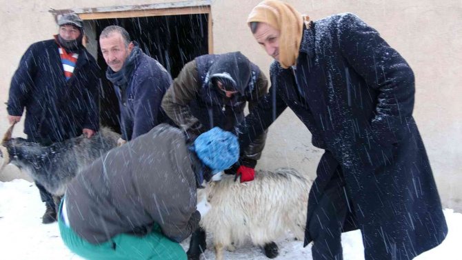 Yüksekova’da 14 Koyun Telef Oldu