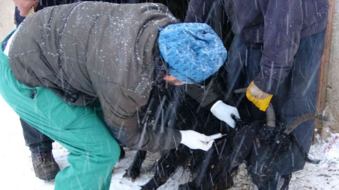 Yüksekova’da 14 Koyun Telef Oldu