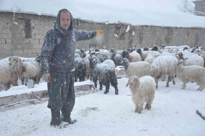 Yüksekova’da 14 Koyun Telef Oldu