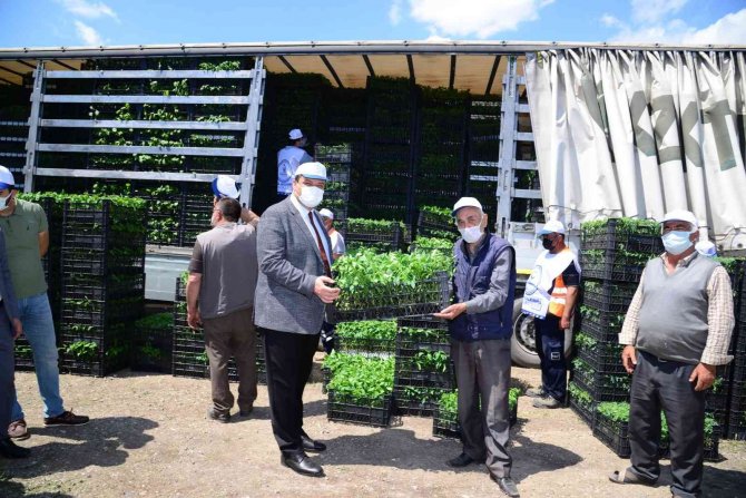 Kahramankazan’da Çiftçilere 1 Milyon 300 Bin Sebze Fidesi Dağıtılacak