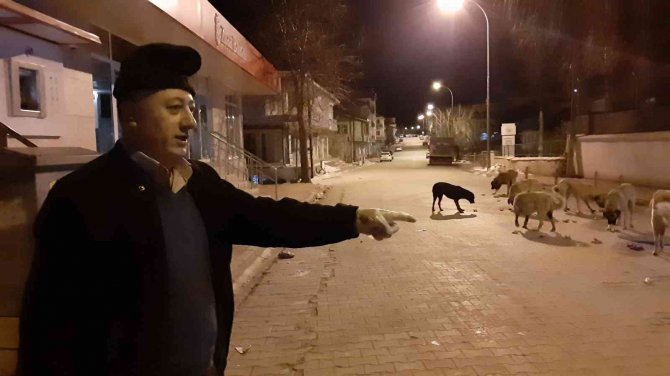 Esnafın Hayvan Sevgisi