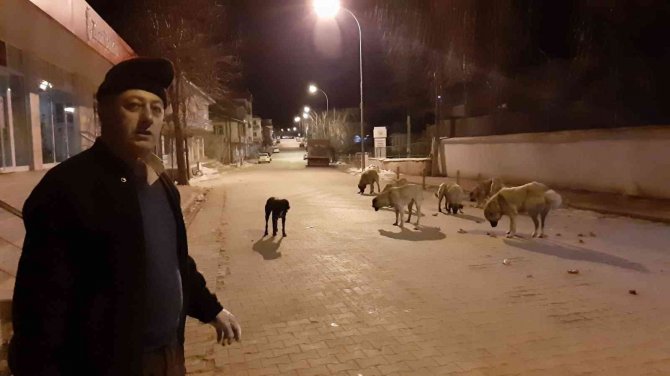 Esnafın Hayvan Sevgisi