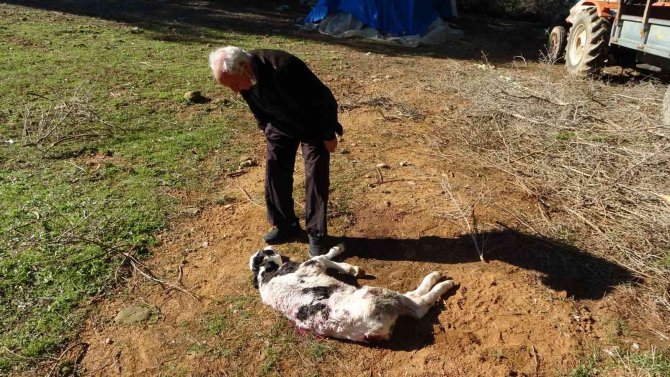 Aç Kalan Sokak Köpekleri 5 Günlük Buzağıyı Telef Etti