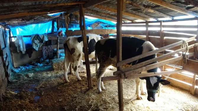 Aç Kalan Sokak Köpekleri 5 Günlük Buzağıyı Telef Etti